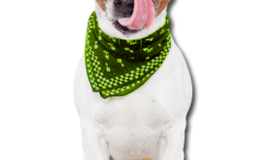 1k2lby0 hund mit halstuch kopie 07n0bg07n0bg000000