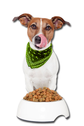 1k2lby0 hund mit halstuch kopie 07n0bg07n0bg000000