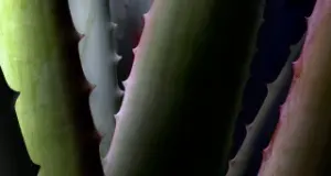 Philosophie key visual 320x490