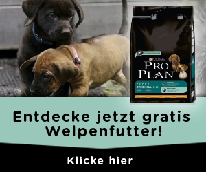 welpenfutter