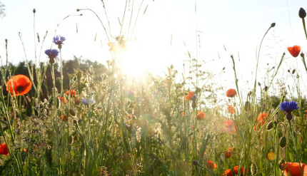 wildblumen