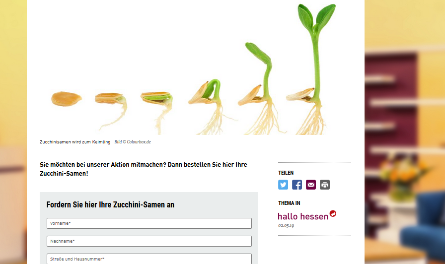 zucchini